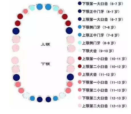 医院换牙需要多久 医院换牙需要多久