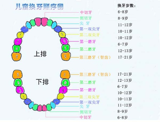 医院换牙需要多久 医院换牙需要多久