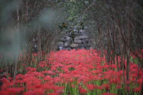 綦江雕花地毯价格查询,綦江雕花地毯定制价格询问