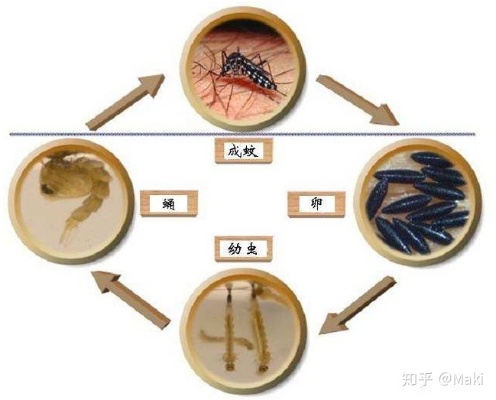 家纺蚊子屎怎么清理干净（怎样去除家里蚊子卵）