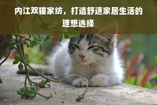 内江双猫家纺，打造舒适家居生活的理想选择