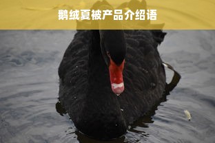 鹅绒夏被产品介绍语