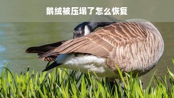 鹅绒被压塌了怎么恢复