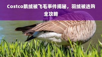 Costco鹅绒被飞毛事件揭秘，羽绒被选购全攻略