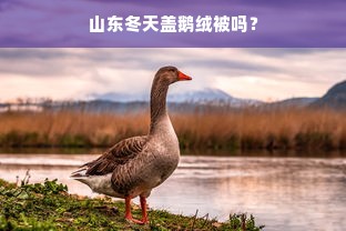 山东冬天盖鹅绒被吗？