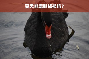 夏天能盖鹅绒被吗？