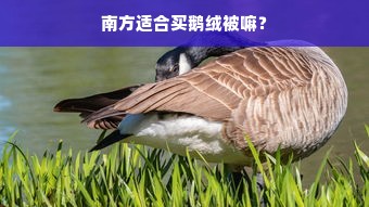 南方适合买鹅绒被嘛？