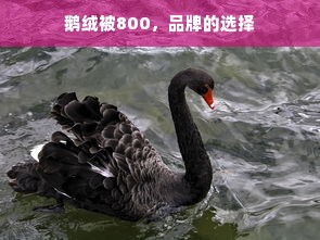 鹅绒被800，品牌的选择