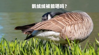 鹅绒绒被能哂吗？