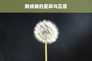 鹅绒被的星级与品质