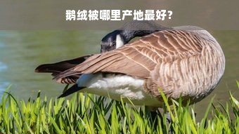 鹅绒被哪里产地最好？