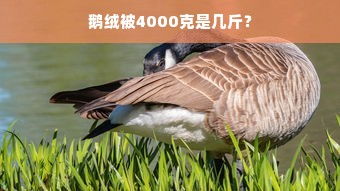 鹅绒被4000克是几斤？