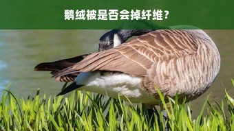 鹅绒被是否会掉纤维？