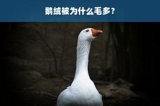 鹅绒被为什么毛多？