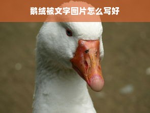 鹅绒被文字图片怎么写好