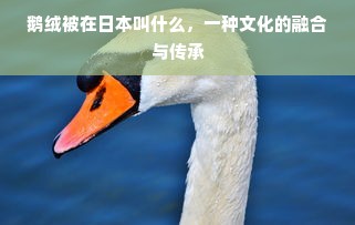 鹅绒被在日本叫什么，一种文化的融合与传承