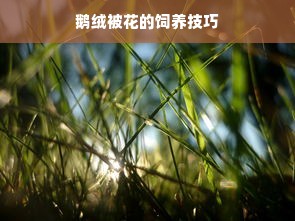 鹅绒被花的饲养技巧