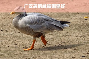 广安买鹅绒被哪里好