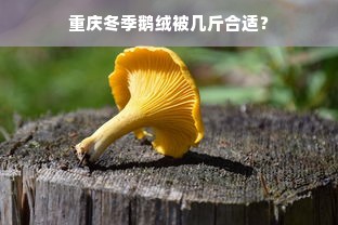 重庆冬季鹅绒被几斤合适？