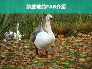 鹅绒被的FAB介绍