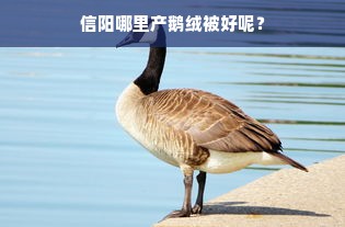 信阳哪里产鹅绒被好呢？