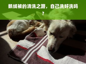 鹅绒被的清洗之路，自己洗好洗吗？