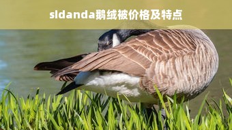 sidanda鹅绒被价格及特点