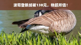 波司登鹅绒被138元，物超所值！