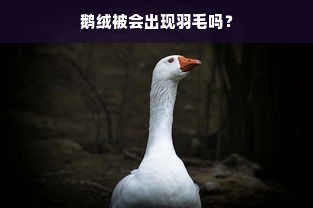 鹅绒被会出现羽毛吗？