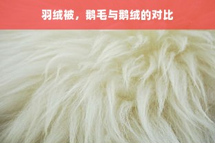 四贵服装品牌，奢华与品味的象征