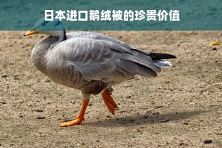 日本进口鹅绒被的珍贵价值