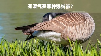 有暖气买哪种鹅绒被？