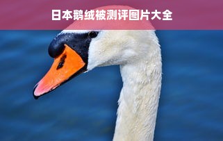 日本鹅绒被测评图片大全