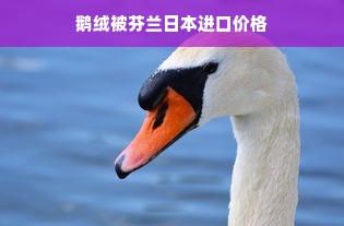 鹅绒被芬兰日本进口价格