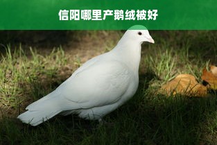 信阳哪里产鹅绒被好