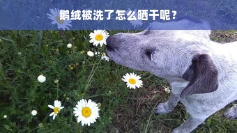 鹅绒被洗了怎么晒干呢？