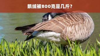 鹅绒被800克是几斤？