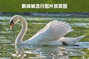 鹅绒被流行图片欣赏图