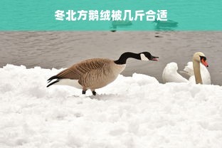 冬北方鹅绒被几斤合适