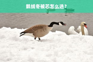 鹅绒冬被芯怎么选？