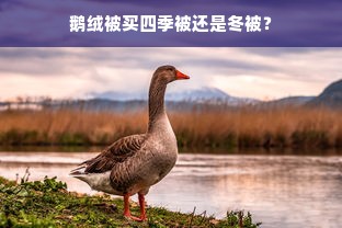 鹅绒被买四季被还是冬被？