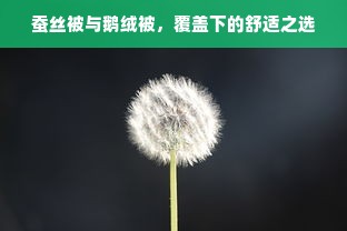 蚕丝被与鹅绒被，覆盖下的舒适之选