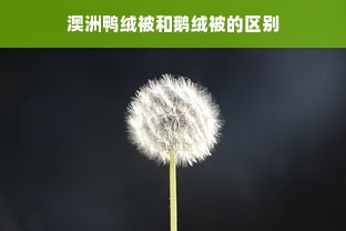 澳洲鸭绒被和鹅绒被的区别