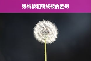 鹅绒被和鸭绒被的差别