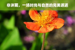 非洲菊，一场时尚与自然的完美邂逅