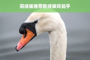 羽绒被推荐鹅绒被吗知乎