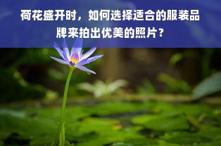 荷花盛开时，如何选择适合的服装品牌来拍出优美的照片？