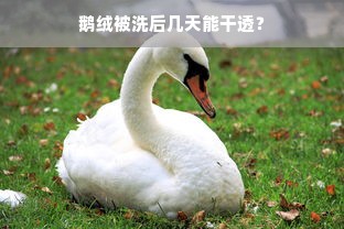 鹅绒被洗后几天能干透？