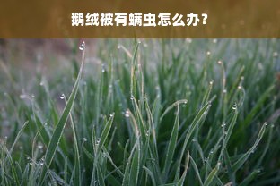 鹅绒被有螨虫怎么办？