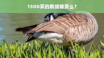 1500买的鹅绒被贵么？